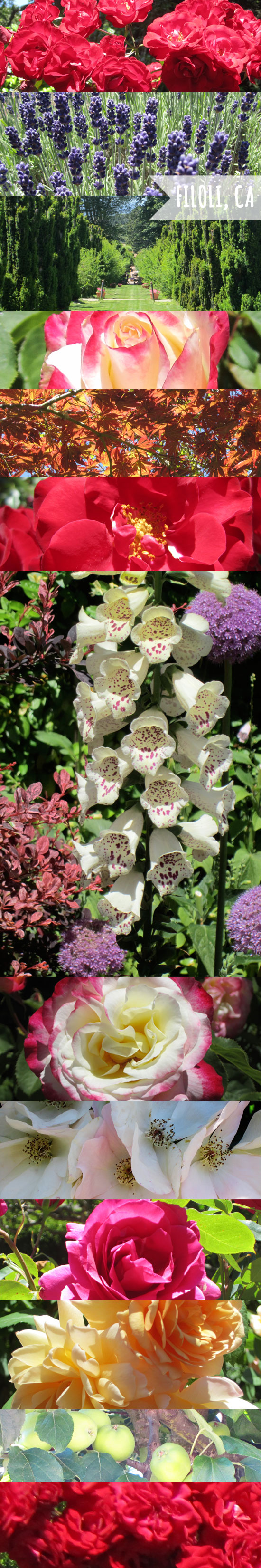 Flower Power - Filoli, CA